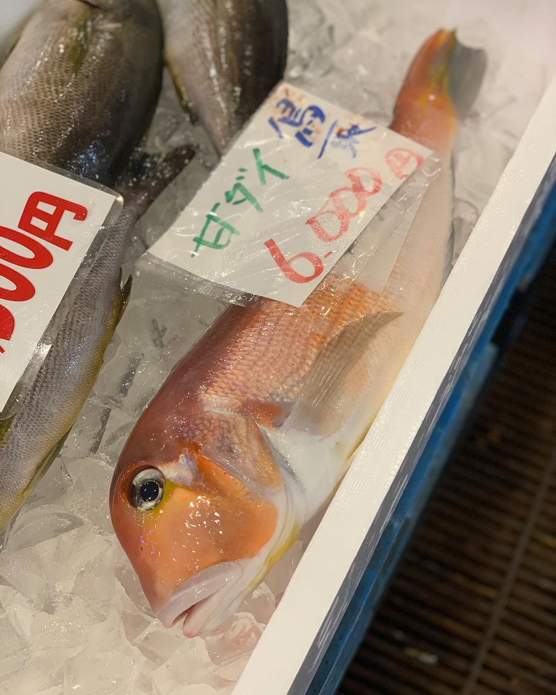 高級魚「アマダイ」！ - 鳥取港海鮮市場 かろいち