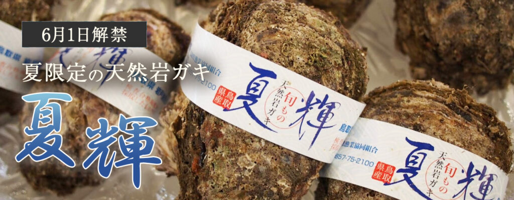 夏限定の天然岩ガキ 夏輝（なつき）