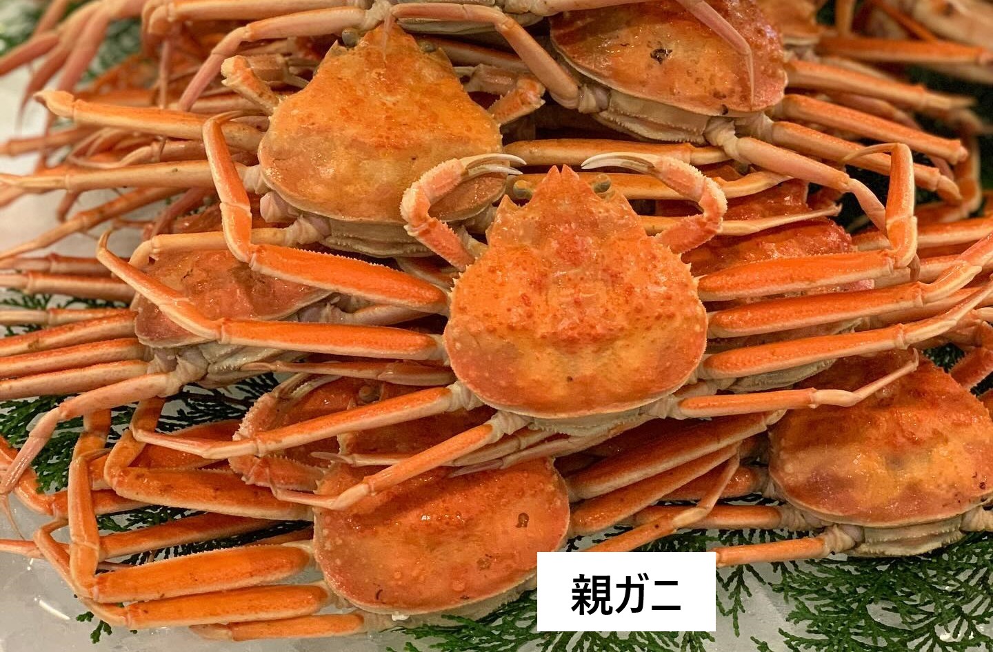 松葉ガニの写真